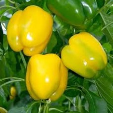 Перець Квадрато Асті жовтий 0,5 г Коуел  